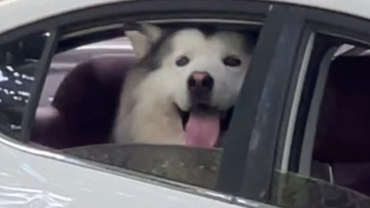 Khi chú chó con gặp người lạ trên ô tô