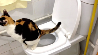 ชุดฝึกแมวเข้าห้องน้ำ ใช้ชักโครก แผ่นฝึกแมวนั่งชักโครก Citikitty