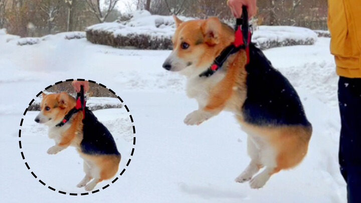 Corgi: My Legs Are Covered by the Snow!