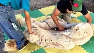 Fun｜An Angry Alpaca Chasing its Owner