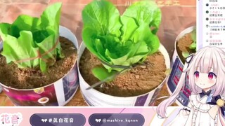 日本萝莉看“用水在家中白菜”，直呼厉害【真白花音】