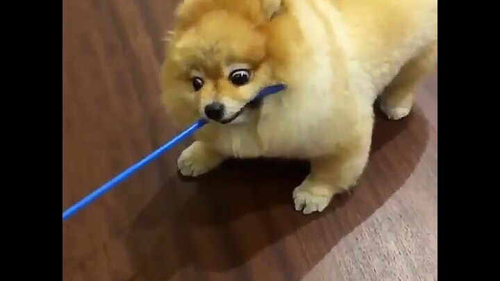 Video Lucu Hewan Cara Melatih Anjing Lari Cepat dan Aktif