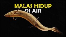 INILAH DERETAN IKAN YANG DAPAT BERTAHAN DI DARAT TAMPA AIR