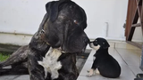 Funny Big Brother Dog เล่นกับลูกสุนัขน้อยน่ารัก - วิดีโอสุนัขและลูกสุนัขน่ารัก