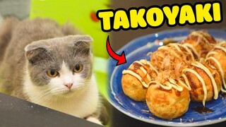Ở nhà mùa dịch làm TAKOYAKI cùng các bé mèo | The Happy Pets #45