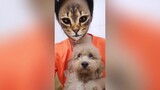 [Hewan]Ketika Anjing Melihat Wajah Majikannya Menjadi Kucing