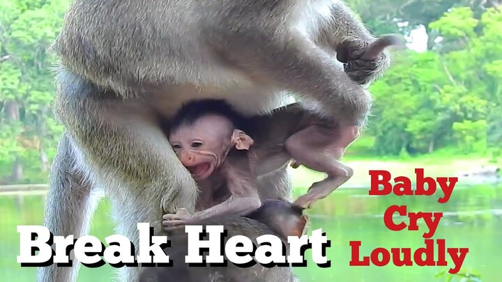 Break Heart Monkey Attack Baby Cry Very Loudly, Pity Baby Monkey Was Kidnapped By Tara Monkey