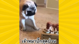สัตว์เลี้ยงเพื่อนขนปุย : เจ้าหมาปั๊กสุดป่วน