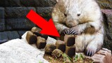 Wombats Poo is CUBED and They STACK IT! #Interesting Animal Facts