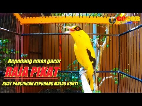 Kepodang emas gacor RAJA PIKAT ini REKOMENDASI MENJADIKAN agar burung podang NYAUT SEKETIKA