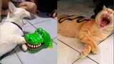 Biểu Cảm Vui Nhộn Của Mèo 🤣 Đang Buồn Cũng Phải Bật Cười | Super Méo