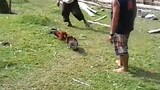 cock sparring