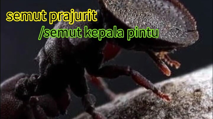 semut prajurit/semut kepala pintu