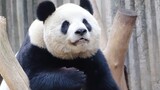 [Hewan]Mengmeng si Panda: Waktunya Pulang!
