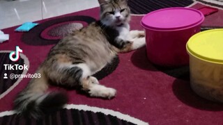 kucing ku makan dan malas²an