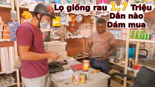 Tìm mua hạt giống rau tặng Team xóm trọ Châu Phi||Nông nghiệp Angola|| Ahihi cuộc sống châu Phi