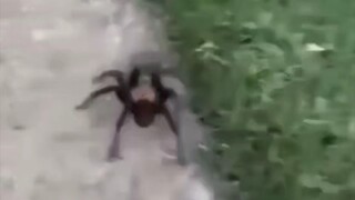 Arachnopobia 🗿