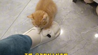 没想到我取个快递，居然捡了个小奶猫！