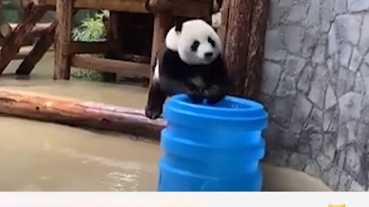 The Russian Zoo shared the panda Ruyi's "wild" daily life in Russia, and netizens laughed: Do you fo