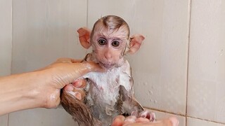 Mino monkey in the shower