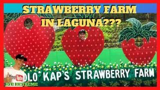 STRAWBERRY FARM in LAGUNA | Lolo Kap's Strawberry Farm