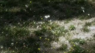 😌 nature alone