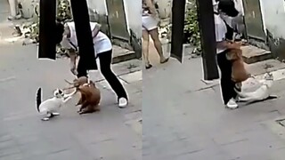 Teddy menggonggong pada orang yang lewat dan pemilik anjing tidak menghiraukannya. Kucing itu datang