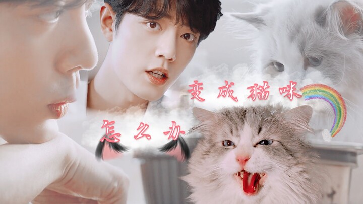 【肖战x猫咪】穿到现代变成猫咪怎么办！在线等！挺急的！