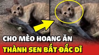 Cô gái cho MÈO HOANG ăn và cái kết thành Sen BẤT ĐẮC DĨ 😂 | Yêu Lu