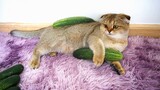 Cats Play With Cucumbers