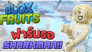 Roblox Blox Fruits ก่อนที่จะได้ SHARKMAN!! สอนวิธีได้รับ FISHMAN และวิธีฟาร์ม Mastery แบบรวดเร็ว!