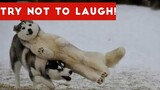 Most Funniest and Craziest Pets Video Compilation #1 | TRY NOT TO LAUGH 😂