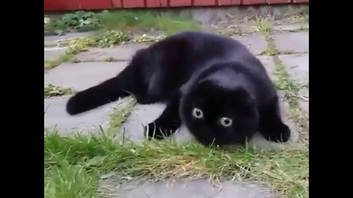 Video Lucu Hewan Kucing Cara Melatih Kucing untuk Menangkap Makanan