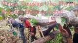 GEGER!!  Warga Tangkap Ular Piton Raksasa Di Sulawesi Tenggara