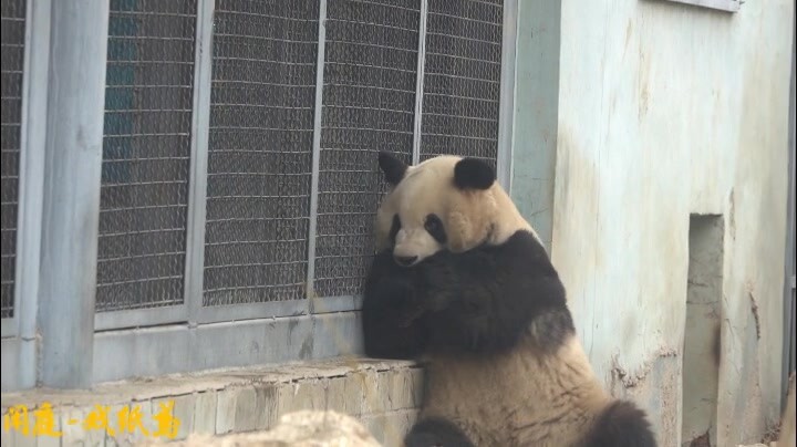 Giant Panda|Naughty Giant Panda