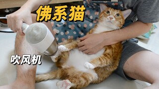 给两只猫洗澡：一只云淡风轻看破红尘，一只像脱缰的小毛驴