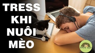 Đừng bận rộn và stress với Mèo nữa, Đây là cách nuôi mèo đơn giản nhất ! | Dayspet