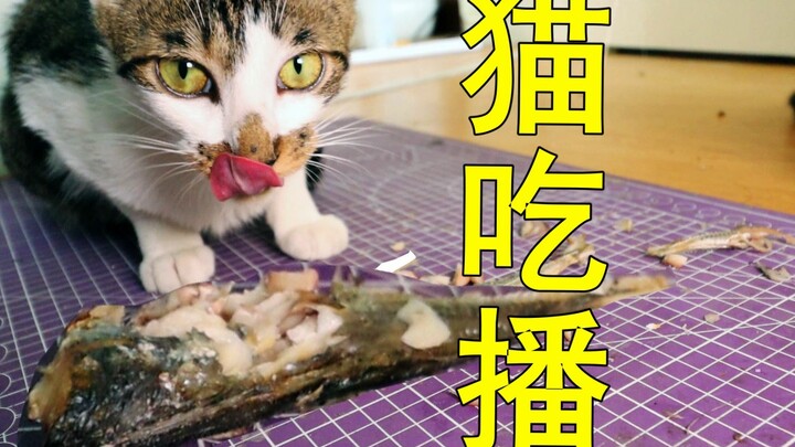 【猫吃播】做了一锅空气炸鱼。猫咪叼起来就跑。