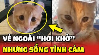 Chiếc mèo có vẻ ngoài KHỜ KHỜ nhưng rất BÁM MẸ 😍 | Yêu Lu