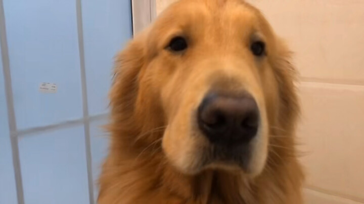 Chó|Chó Golden phi nước đại trong mưa