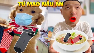 Thú Cưng Vlog | Tứ Mao Ham Ăn Đại Náo Bố #5 | Chó thông minh vui nhộn | Smart dog funny pet