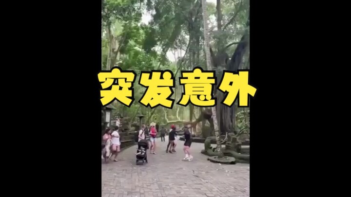 祸从天降！巴厘岛一千年古树折枝砸死两位游客
