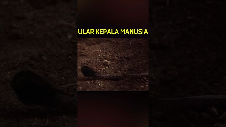 KEMUNCULAN ULAR BERKEPALA MANUSIA !  #film #alurceritafilm #exhuma #shorts #fyp #snake