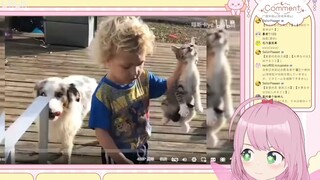 日本妖精看《看猫不是猫，看狗不是狗！》 #VUP切片