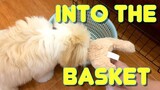 Cute Shih tzu Puppy Learns How to Put His Toys Into The Basket