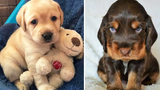 AWW CUTEST BABY ANIMALS วิดีโอรวบรวมช่วงเวลาที่น่ารักที่สุดของสัตว์ - Cutest Puppies 2