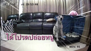 อลาสกัน มาลามิวท์ เรียกร้องความสนใจ : DOG LIFE STORY EP03.1