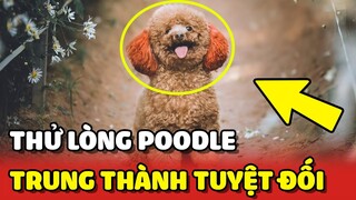 Cô gái THỬ LÒNG bé Poodle MÊ CHƠI quên mình khiến nhiều người XÚC ĐỘNG 😂 | Yêu Lu