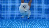 Funny and Cute Dog Pomeranian 😍🐶| Funny Puppy Videos #142