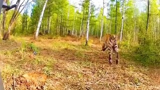 when animal go back nature